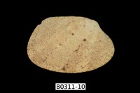 藏品(蝴蝶錦蛤)的圖片